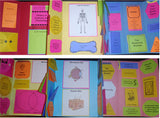 Apologia Exploring Creation with Human Anatomy & Physiology Lapbook Package (Lessons 1-14)