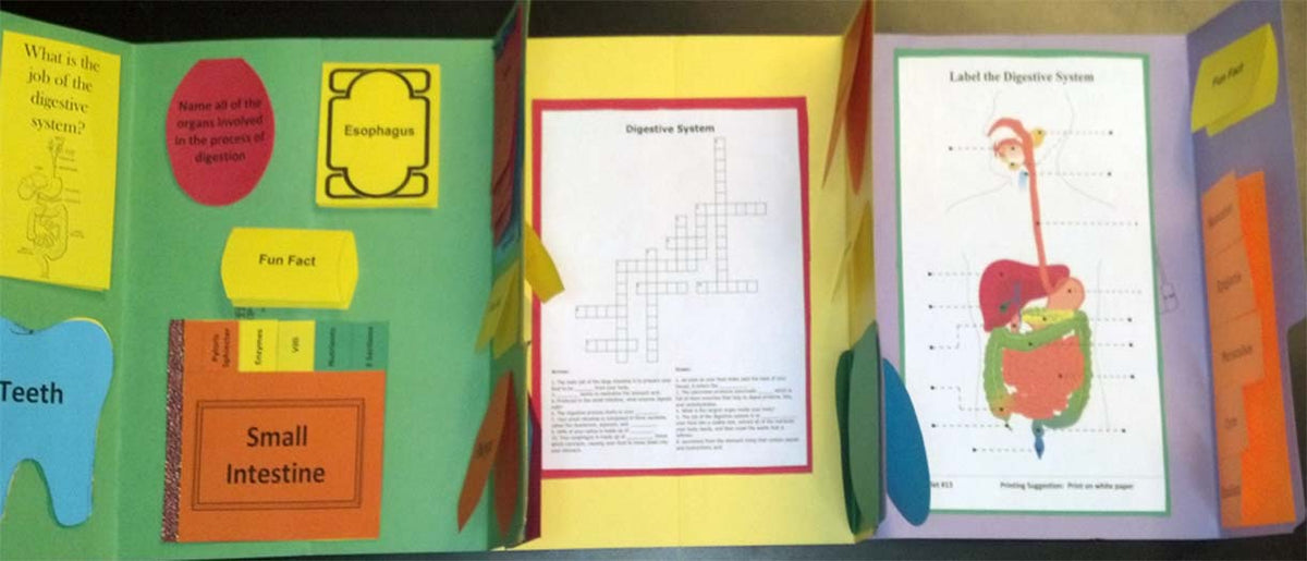 Digestive System Lapbook - PRINTED – Knowledge Box Central