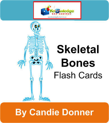 Skeletal Bones Flash Cards